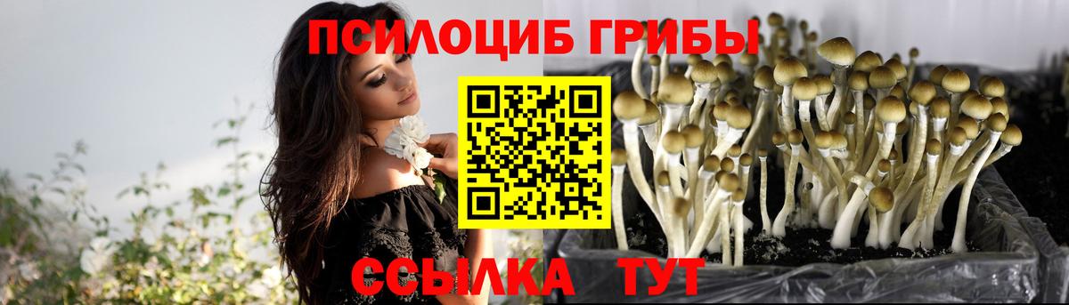 Донской  Псилоцибиновые грибы Psilocybe  Псилоцибиновые грибы MAGIC MUSHROOMS  Вход с VPN 